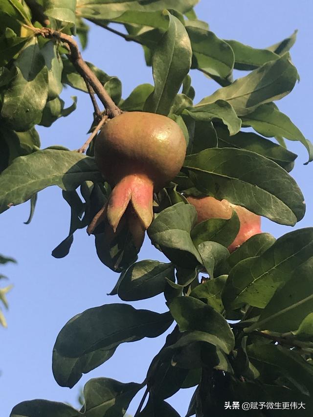 爱生缘——盛夏时分荷田田