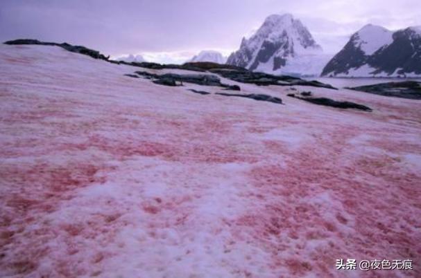 阿尔卑斯山出现粉红雪，美丽如同西瓜冰沙，专家却称是危险信号