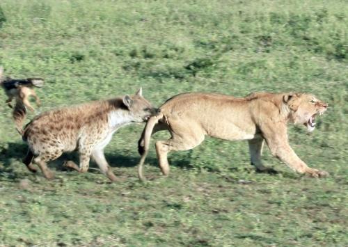 非洲二哥经常骚扰狮群，为何狮子对它只是杀而不食呢？