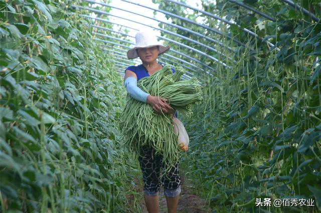 稳居蔬菜销量榜首位，农民种植热情空前高涨，加工成干菜有惊喜