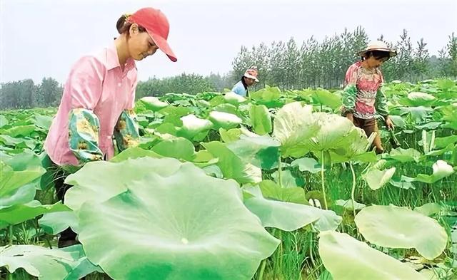 中国农业未来发展的9大趋势，抓住了，才能成功