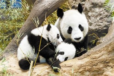 在远古时代大熊猫真的是蚩尤的坐骑吗？