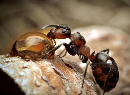 把蚂蚁放大一万倍，我想有人类在，它们是不可能主宰地球的