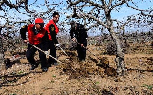 苹果树施肥的7个误区，你中招了几个？解决方法看这里