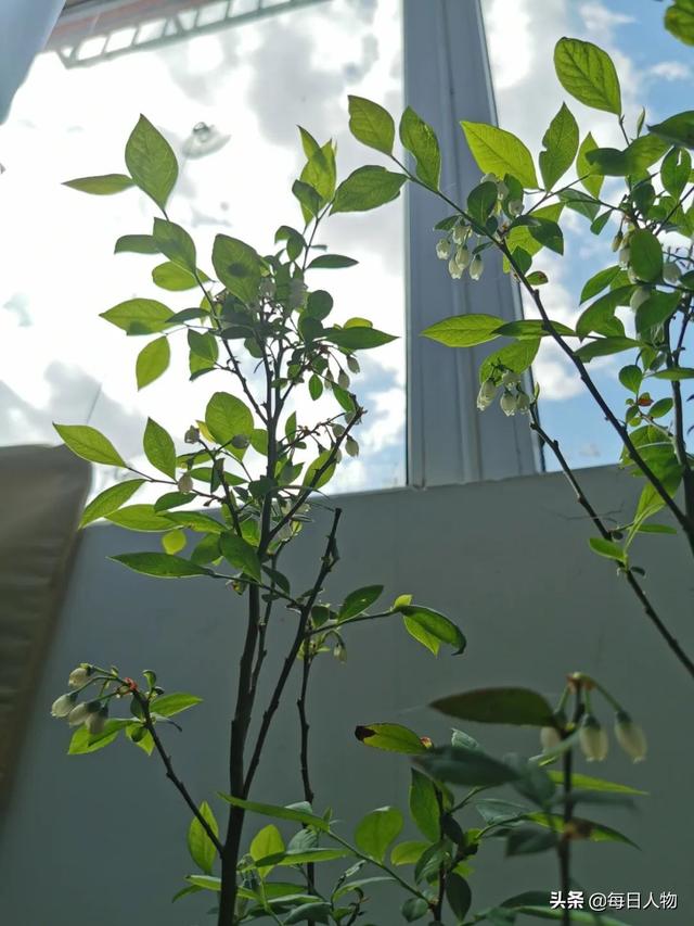 豆苗、番茄、迷迭香，在阳台，你可以种出一百种好滋味