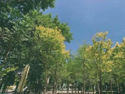 赵今麦晒高中校园照片，4姐妹躺草坪上拍照，身