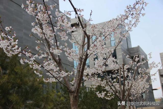 煙臺(tái)唯一現(xiàn)房現(xiàn)證花園獨(dú)棟獨(dú)“墅”一“幟”