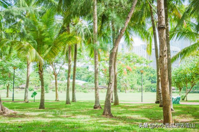 海口市游客印象最好的景点，城市中的天然氧吧，完全免费对外开放