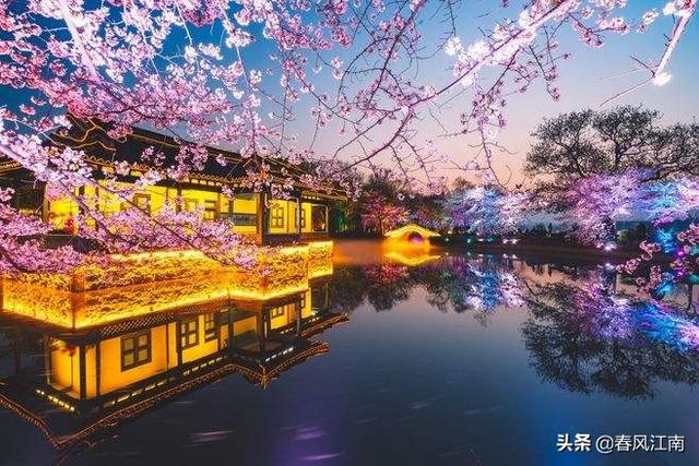 中国第一赏樱胜地鼋头渚的樱花，美的不可方物