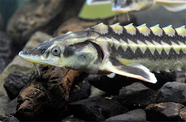 俄羅斯鱘和美國(guó)匙吻鱘雜交出了“獅虎魚”，生物學(xué)家：不敢相信