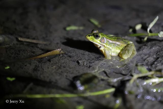 云南的夜探，才是中国夜探活动的王炸