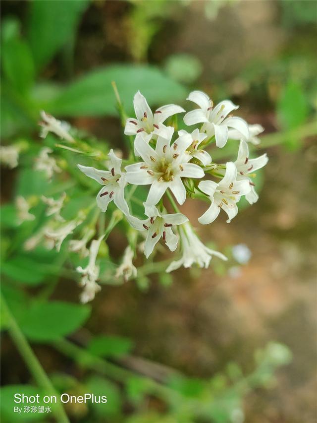 OnePlus 8 Pro深度体验！高素质屏幕下的真安卓旗舰