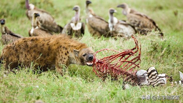 华裔科学家揭开鬣狗进入北极之谜