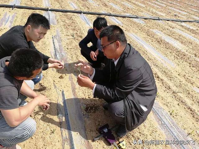 为什么地里的盐碱斑，年年改良年年有呀？