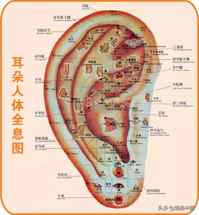 耳朵可以治百病