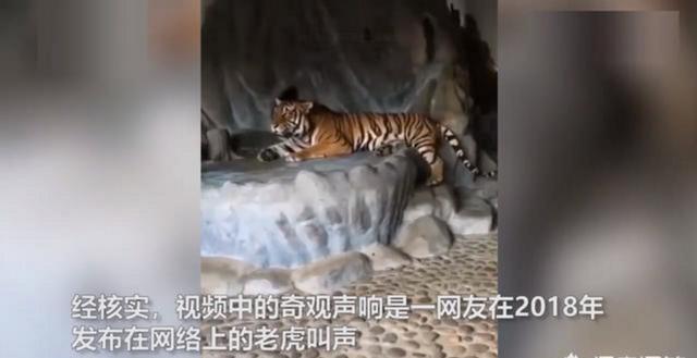 龙吟：贵州山中龙吟为鸟类发出声源 系黄脚三趾鹑发出