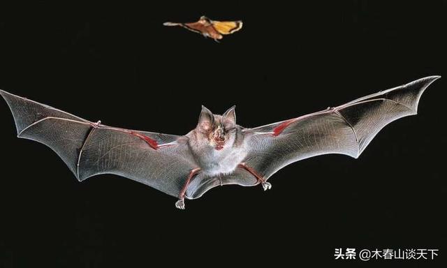 科学区分两个概念：病毒起源与疫情起源 有很大不同