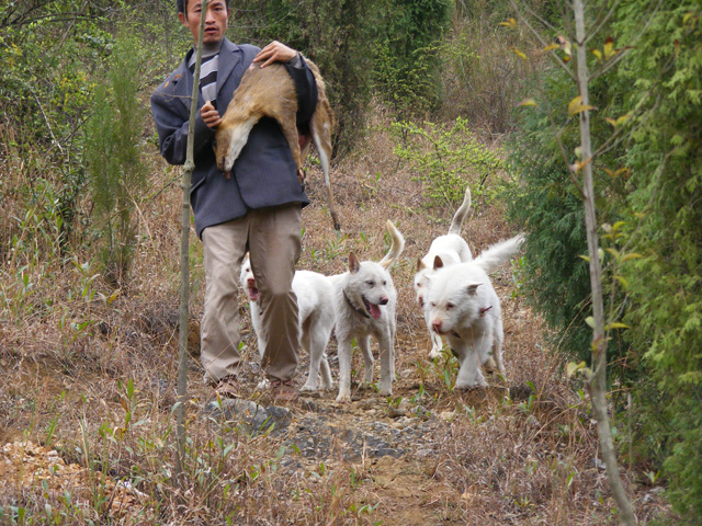 下司犬图片下司犬图片多少钱一只