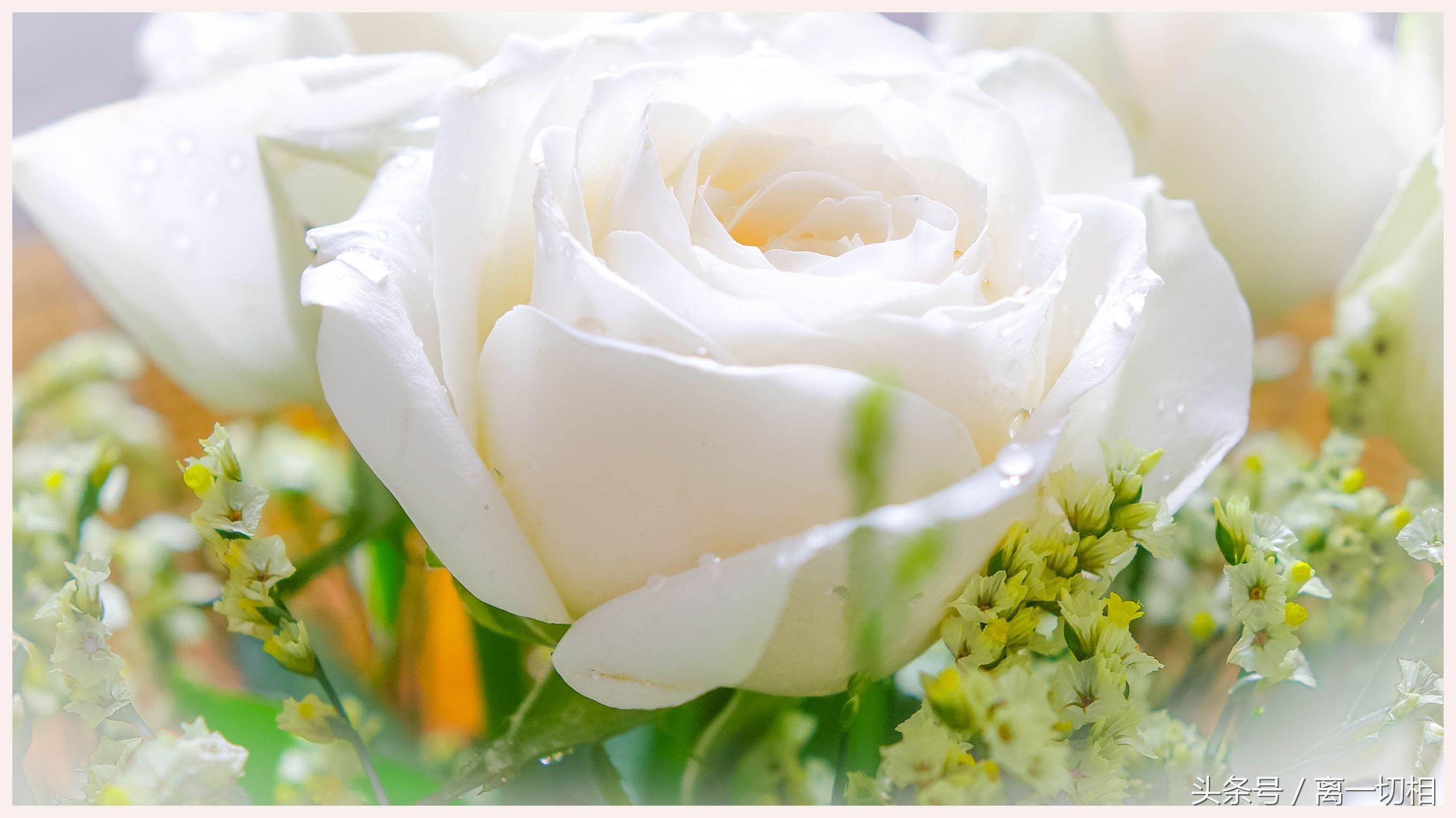 白玫瑰送什么人合适白玫瑰送人一般送几朵
