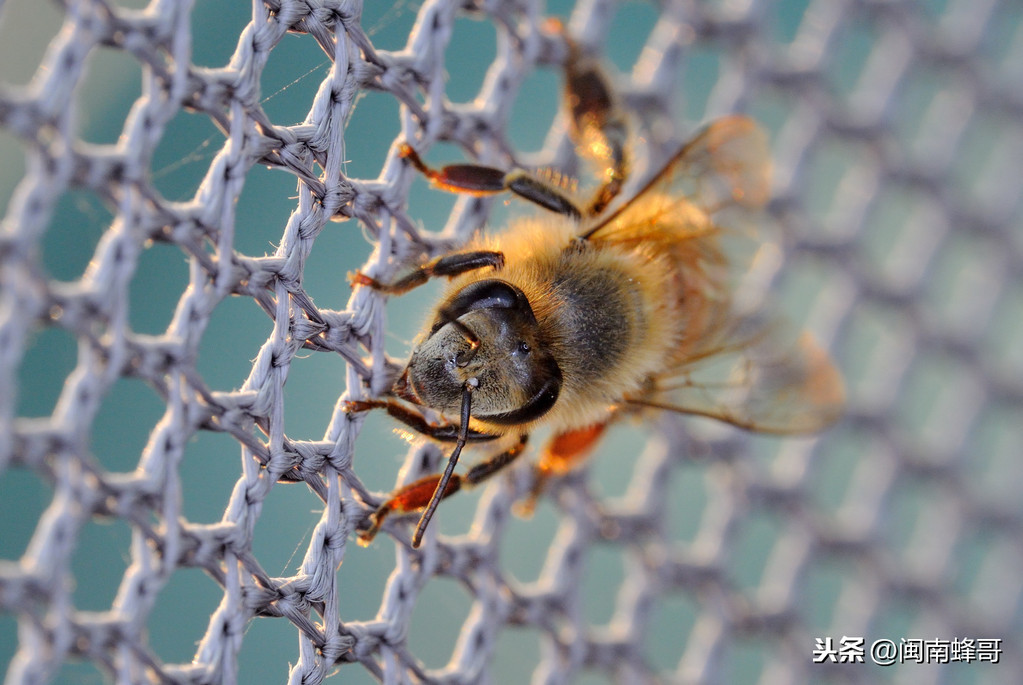 1只蜜蜂6条腿,5只眼睛1张嘴,蜜蜂这些外表特征你了解过吗