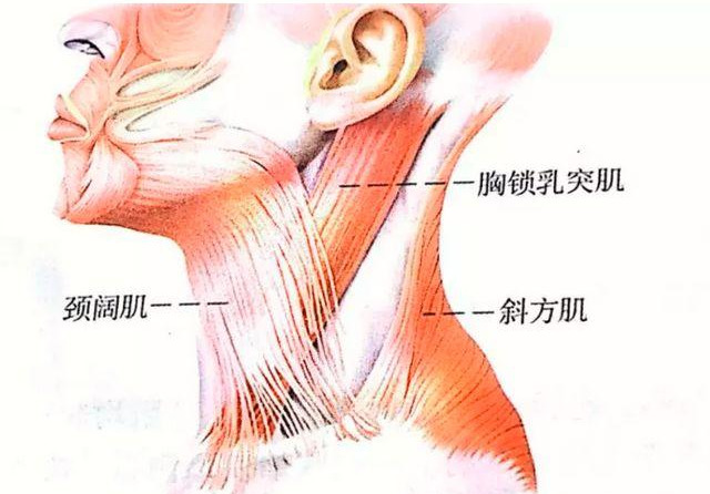 什么是颈部肌肉浅谈颈部解剖之肌肉