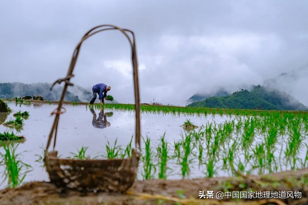 山东、河南、江苏、黑龙江…谁才是中国第一粮仓？