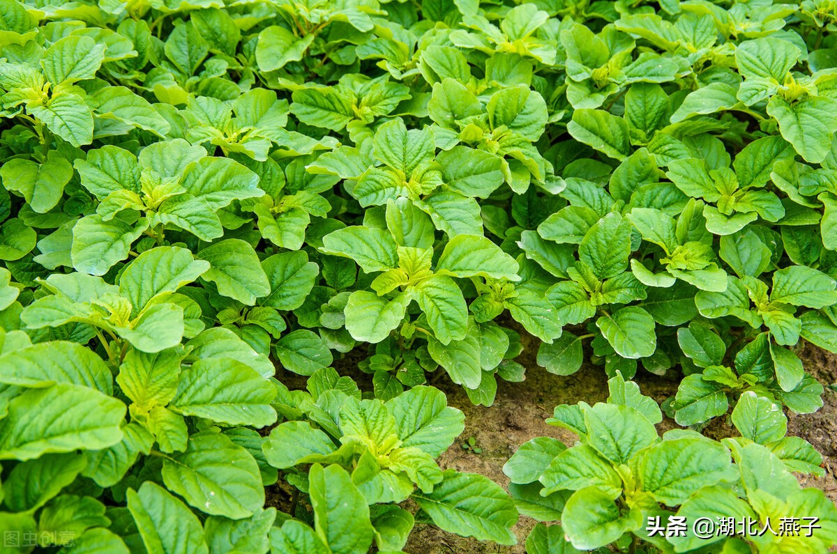 野菜图片大全及名字65种野菜图片大全教你认识不同的野菜和吃法你想要