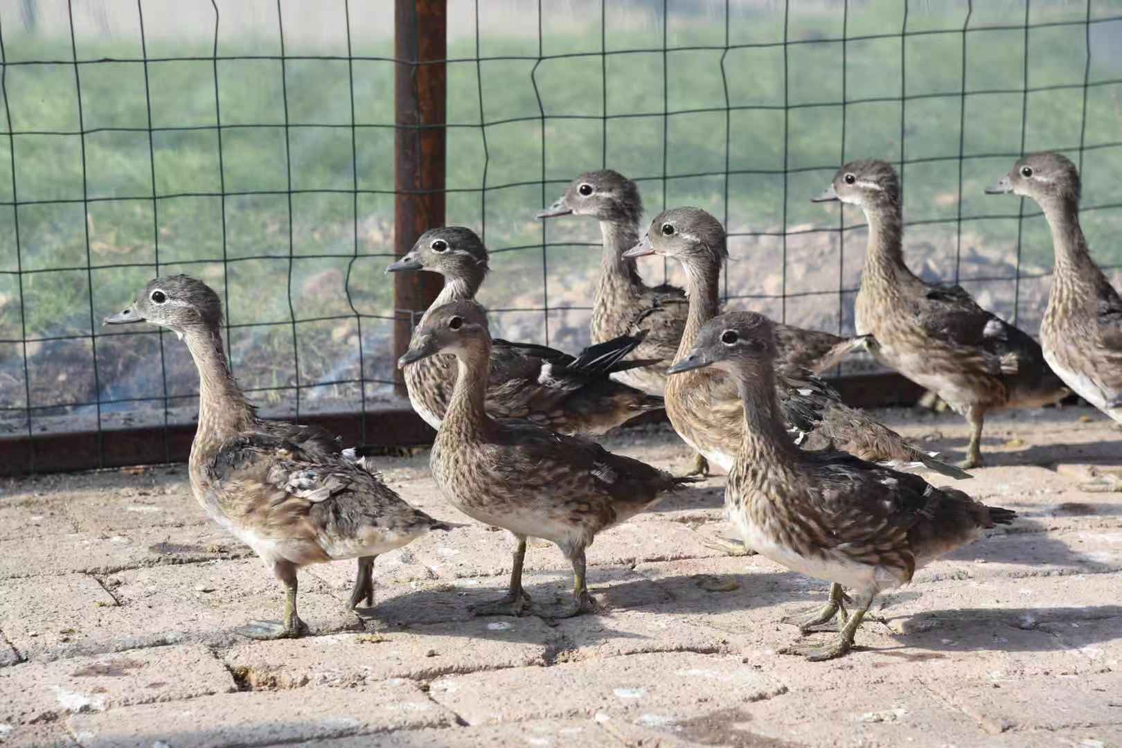 布下迷魂阵捕捉野鸭子绥棱男子非法狩猎30只鸳鸯幼崽