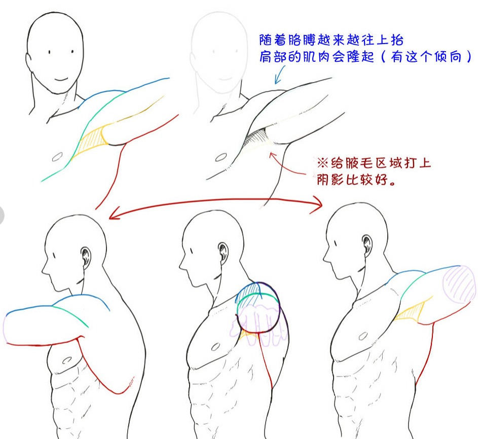 新手人物肌肉该怎么画?各种人体肌肉画法汇总!