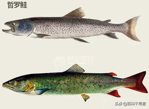 哲罗鲑可以长到多大喀纳斯湖里真有10米以上的哲罗鲑吗