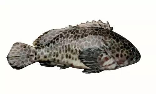 玳瑁石斑鱼,俗称金钱斑,花头梅斑,花狗斑,因其体表的斑点呈六角形
