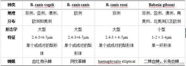 狗狗可怕的犬巴贝斯虫（焦虫）病