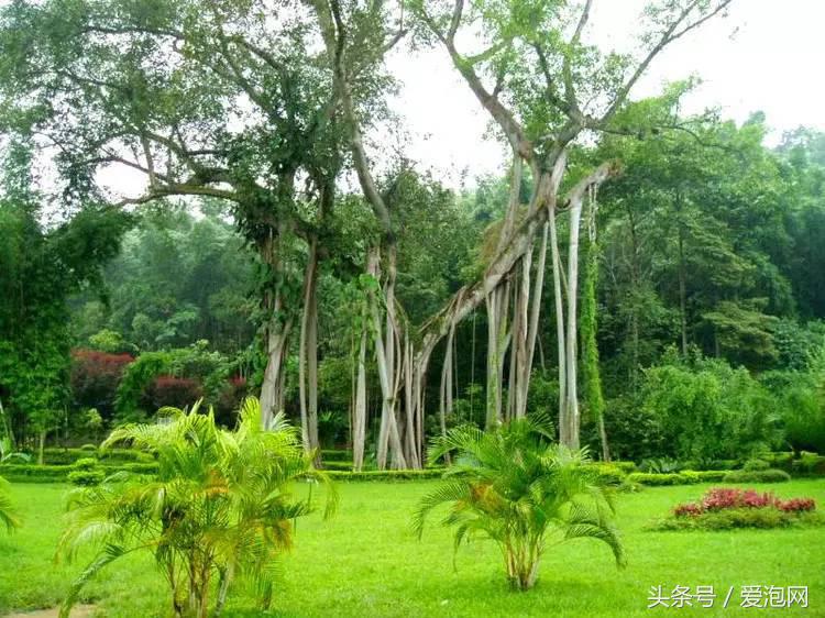 中国唯一的热带雨林自然保护区西双版纳原始森林公园