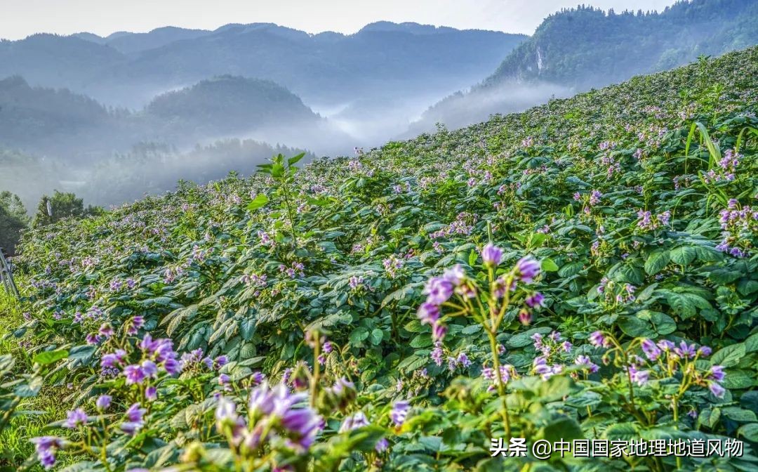 山东、河南、江苏、黑龙江…谁才是中国第一粮仓？