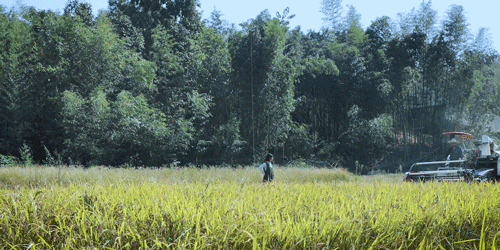 时间有点忒快了，又是一年忙秋收的季节
