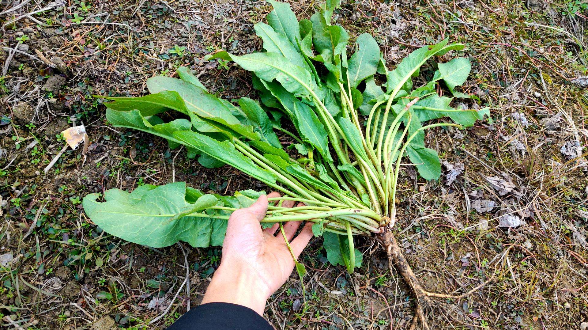 野菠菜图片河边长的这种野菠菜看似不起眼却有3大功效治脚气效果好