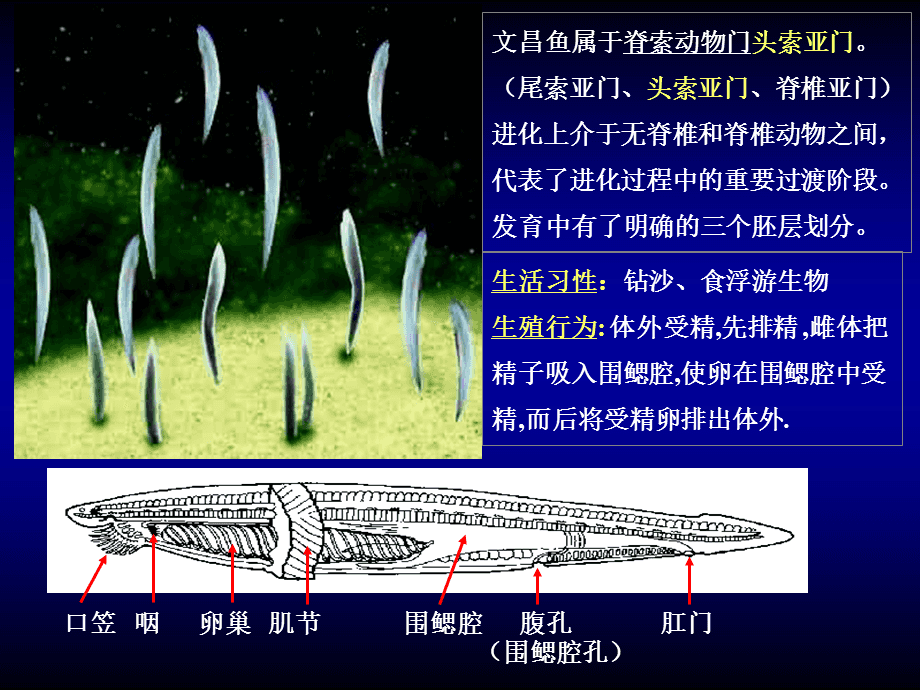 自动标签:产卵偶鳍头鱼奇鳍文昌鱼脊椎动物厦门b.