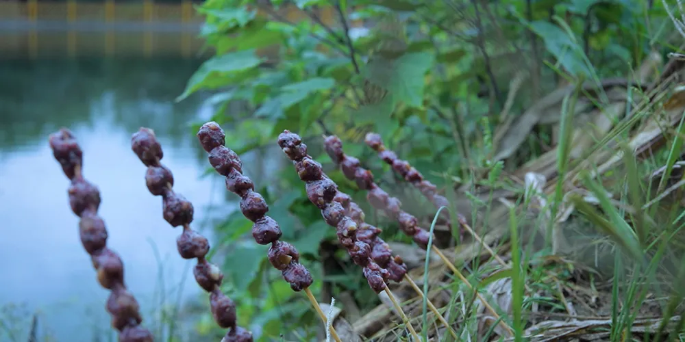 时间有点忒快了，又是一年忙秋收的季节