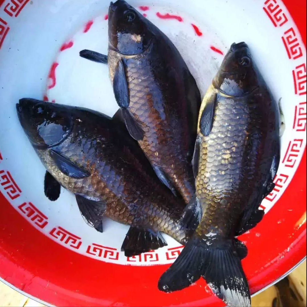 像鲤鱼的鲫鱼品种生物工程鱼及生物工程鲫鱼