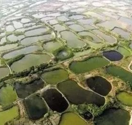 从石塘到圩田，论南方农田水利工程的变化与发展