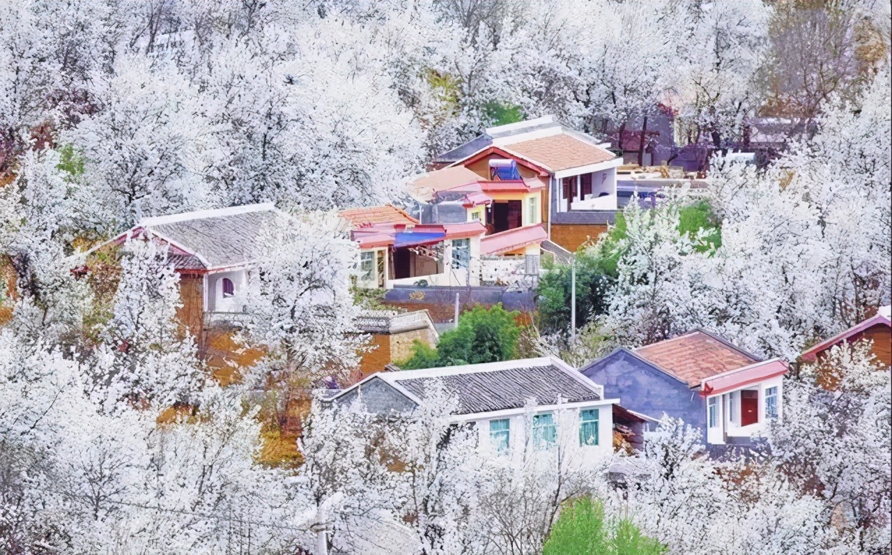 又是一年赏花时!2021全新踏春攻略,11处浪漫花海,安排上