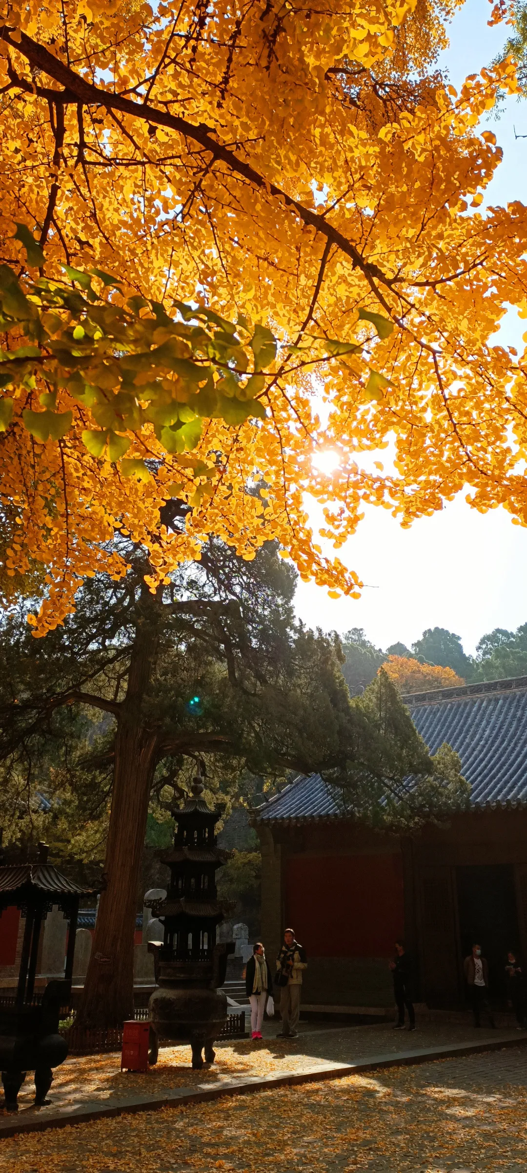 济南灵岩寺的银杏迎来最佳观赏季错过又得等一年