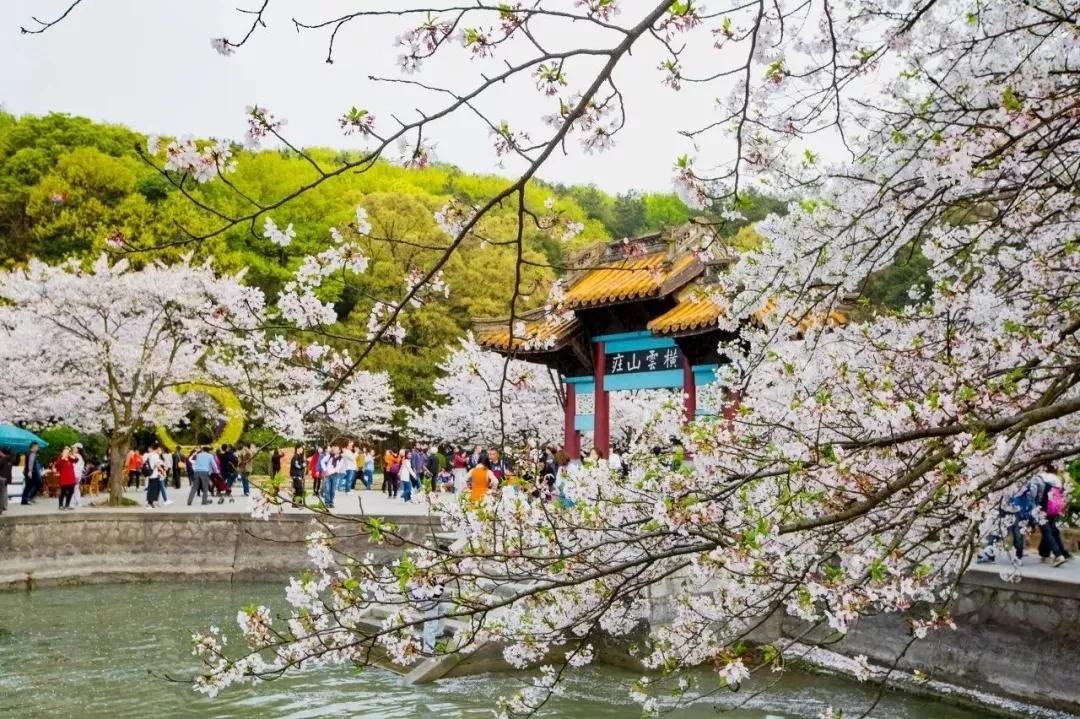 又是一年赏花时!2021全新踏春攻略,11处浪漫花海,安排上