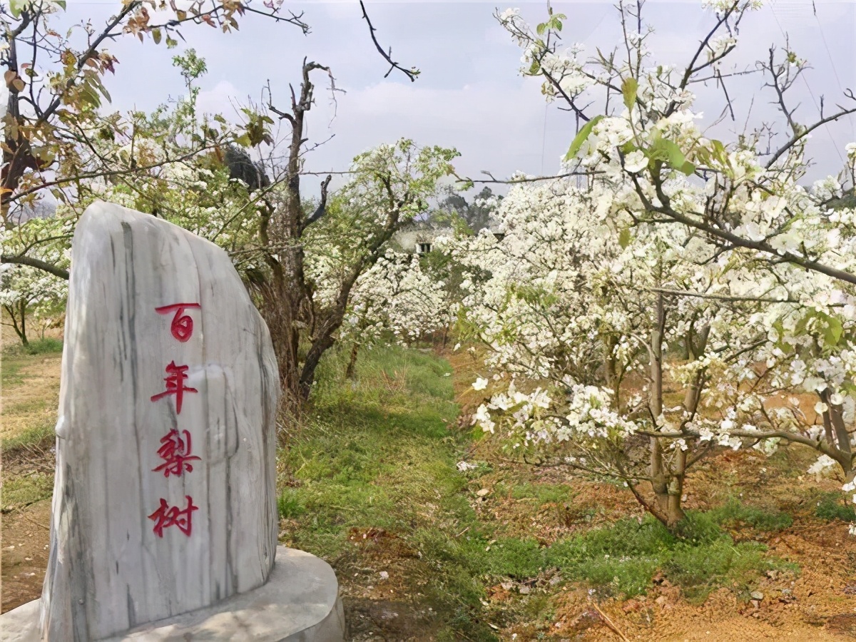 新津等地,殊不知在南边的简阳小城,也藏着一个千亩梨花沟
