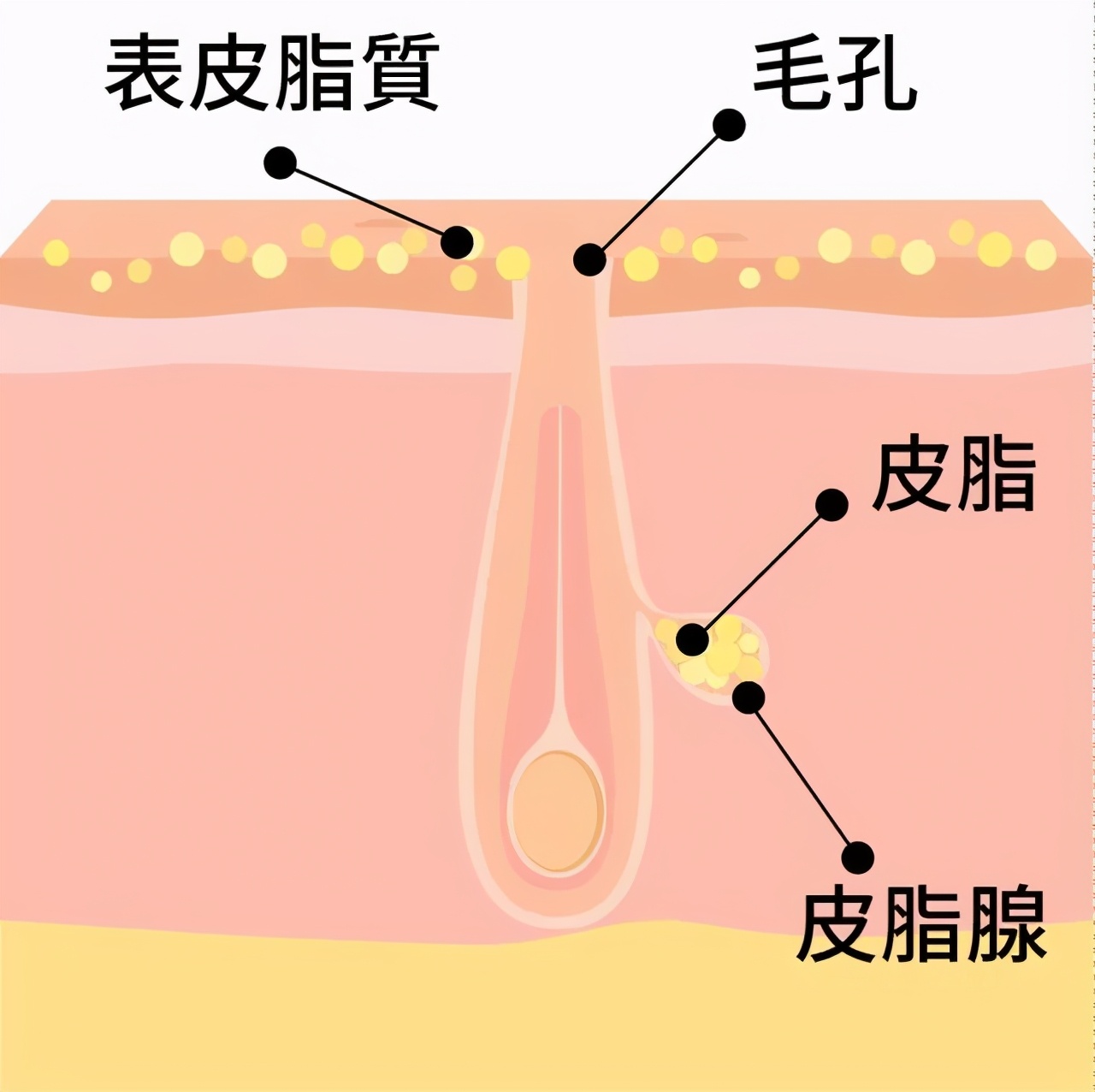 而在正常情况下,表皮下面的皮脂腺会源源不断地分泌出油脂.