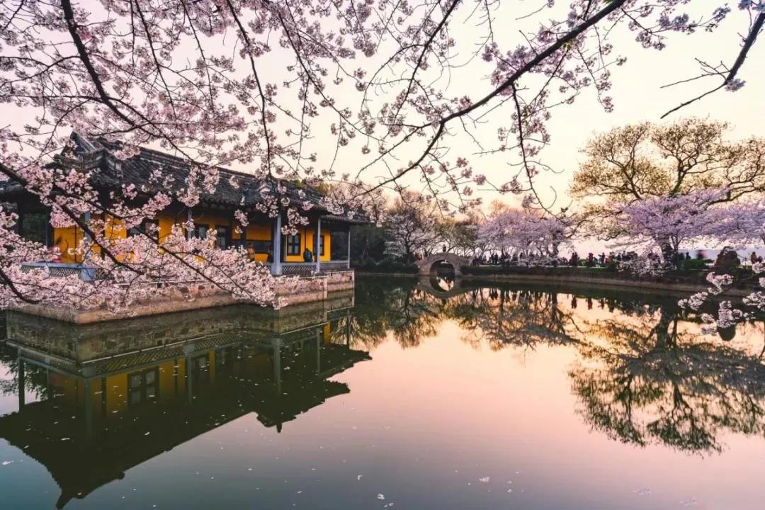 又是一年赏花时!2021全新踏春攻略,11处浪漫花海,安排上