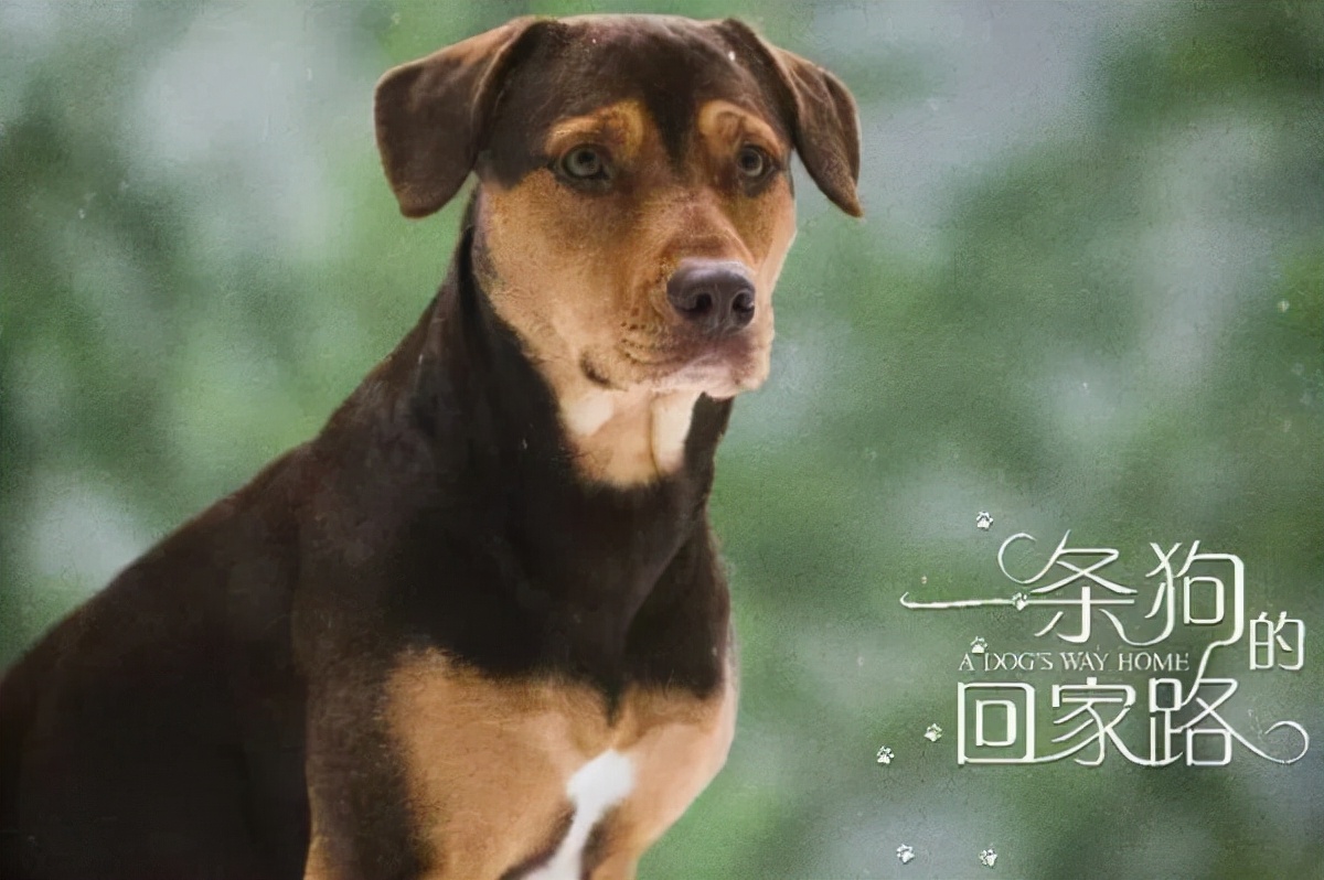 cctv6播放一条狗的回家路热爱八卦的六公主逗乐网友