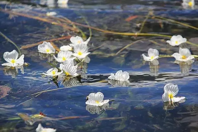 泸沽湖的水性杨花6月份开了吗