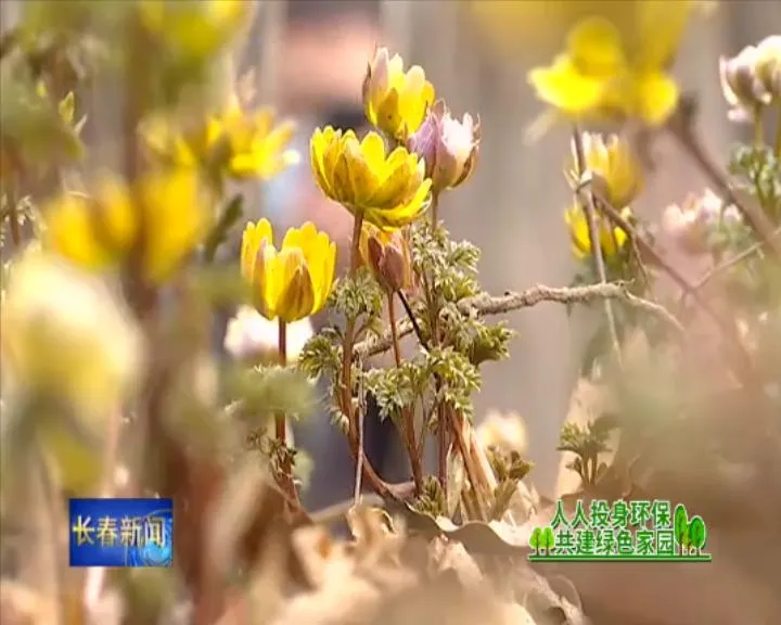 首届净月潭冰凌花文化节启幕 十四万株冰凌花盛开绽放