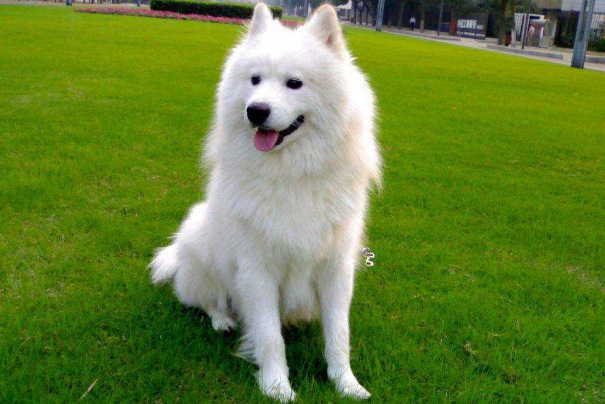 最贵的狗排名第一十大贵族犬